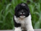 Tibetan Terrier puppies