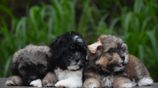 Tibetan Terrier Puppies