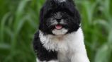 Tibetan Terrier Puppies
