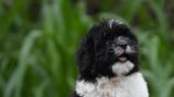 Tibetan Terrier Puppies