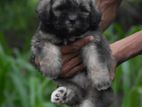 Tibetan Terrier Puppies