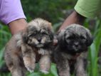 Tibetan Terrier Puppies