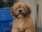 Tibetan Terrier Puppies