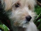 Tibetan Terrier Puppies