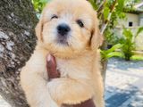 Tibetan Terrier Puppies