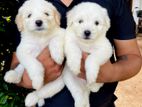Tibetan Terrier Puppies
