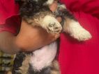 Tibetan Terrier Puppies