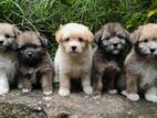 Tibetan Terrier Puppies