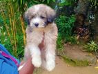 Tibetan Terrier Puppies