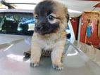 Tibetan Terrier Puppy
