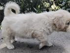 Tibetan Terrier Puppy