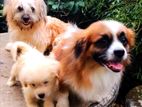 Tibetan Terrier Puppy