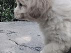 Tibetan Terrier Puppy