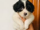 Tibetan Terrier Puppy