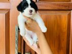 Tibetan Terrier Puppy