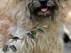 Tibetan Terrier Puppy