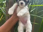 Tibetan Terrier Puppy