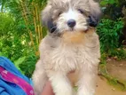 Tibetan Terrier Puppy