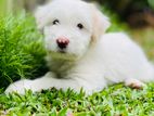 Tibetan Terrier Puppy
