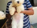 Tibetan terrier puppy