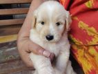 Tibetan Terrier Puppies
