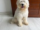 Tibetan Terrier (Pure Breed) Male Dog for Crossing