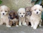 Tibetan Terrier Puppies