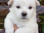 Tibetan Terrier Purebred Puppies