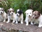 Tibetan Terrier Purebred Puppies