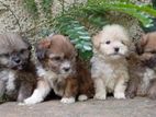 Tibetan Terrier Puppies