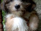 TIBETAN TERRIER PUREBRED PUPS FOR SALE