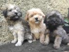 Tibetan Terrier Purebred Pups