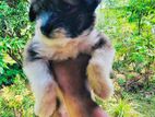 Tibetan Terrier-Short Code Puppy