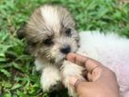 Tibetan Terriers Puppy