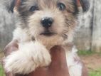 Tibetan Terriers Puppy