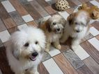 Tibetan Terriers