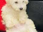 Tibetan Terriers Puppies