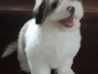 Tibetan Terrier Cross Shih Tzu Puppy