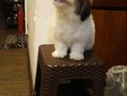 Tibetan Terrier Puppy