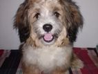 Tibetan Terrior