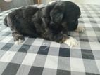Tibetan Terrier Pappy