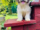 Tibetan terriyar puppy
