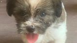 Tibetan Terrier Puppies