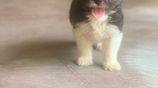 Tibetan Terrier Puppies