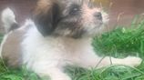 Tibetan Terrier Puppies