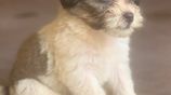 Tibetan Terrier Puppies