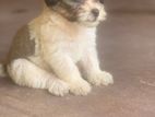 Tibetan Terrier Puppies
