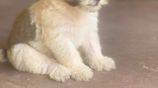 Tibetan Terrier Puppies