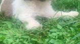 Tibetan Terrier Puppies