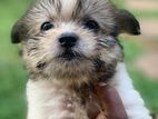 Tibetan Terrier Puppies